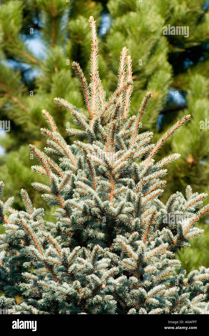 Norway spruce Pinaceae Picea Pungens Stock Photo
