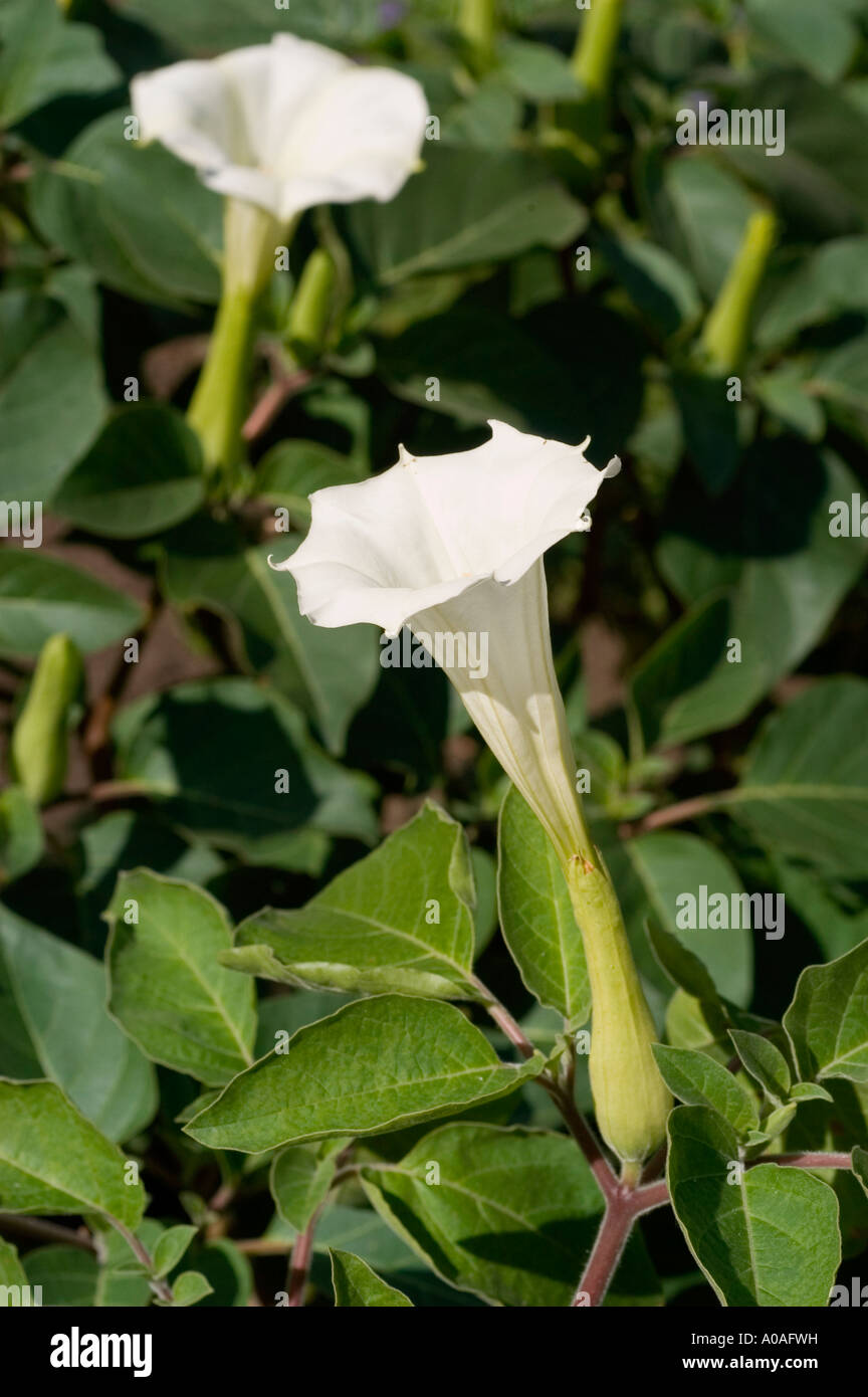 White flowers of Angel s Trumpet Solanaceae Datura innoxia Europe America Stock Photo