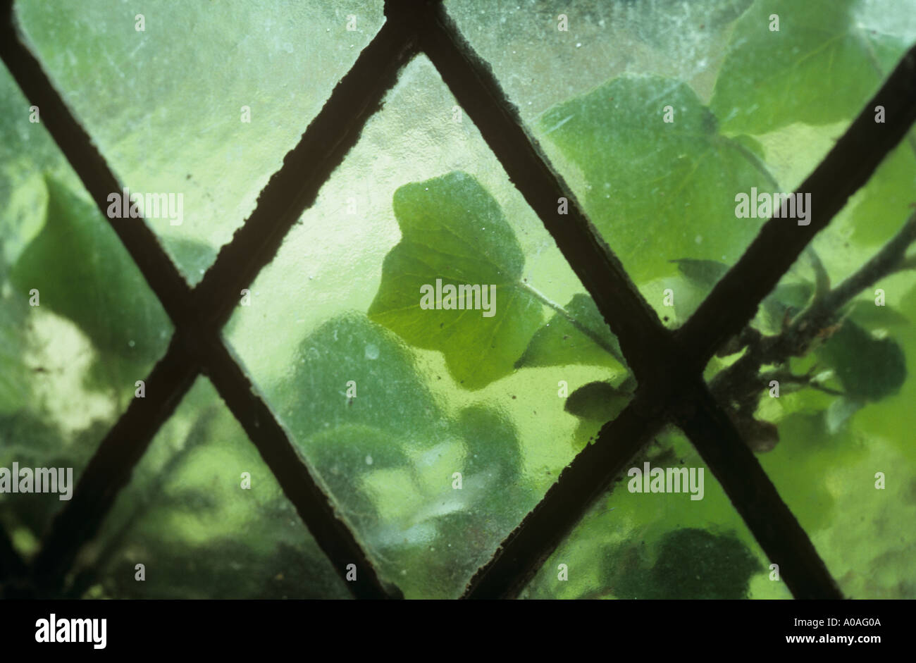 Ivy or Hedera helix peeping through a diamond leaded window pane Stock Photo