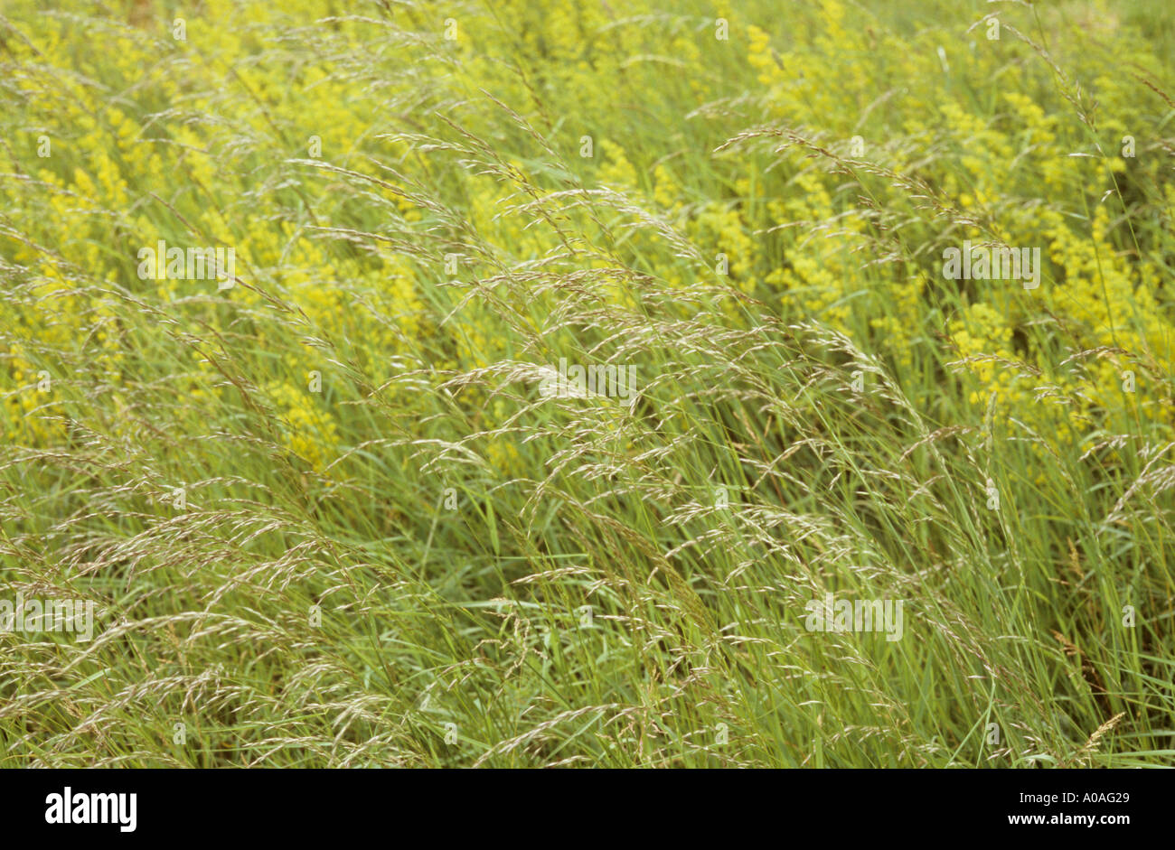 Summer meadow or pasture with Ladys bedstraw or Galium verum and False oat grass or Arrhenartherum elatius Stock Photo