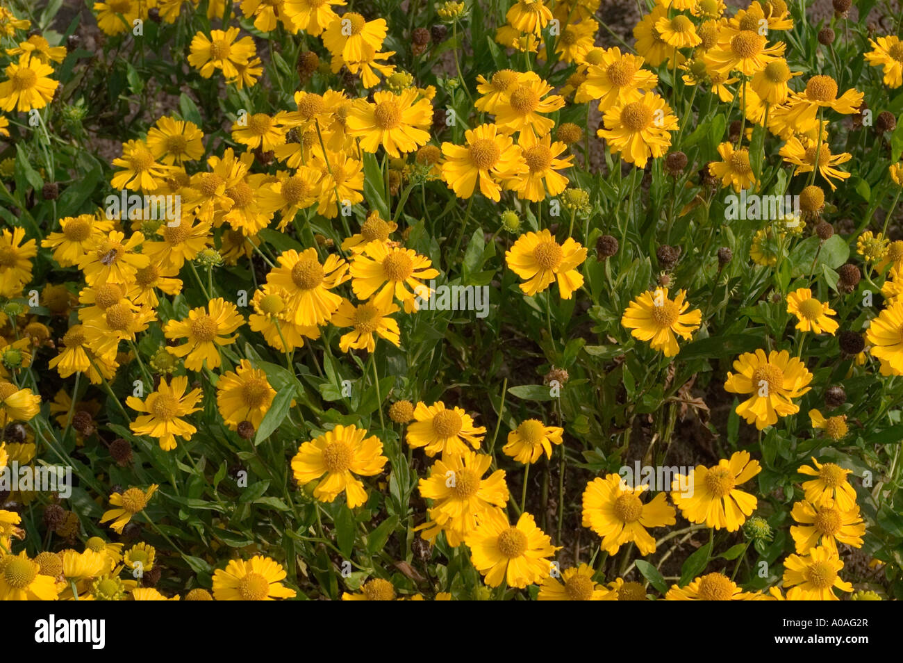 Many autumn yellow flowers of Common sneezeweed Asteraceae Helenium autumnale var Pumilum Magnificum Stock Photo