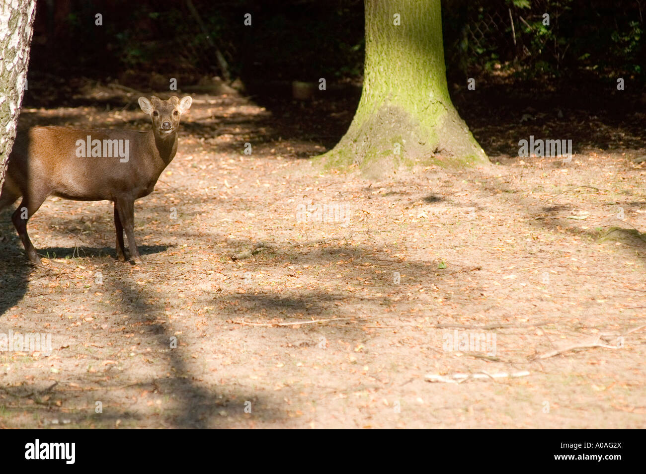 Indonesian Bawean Deer - Axis Kuhlii in Poznan Zoological Garden, Poznan, Poland Stock Photo