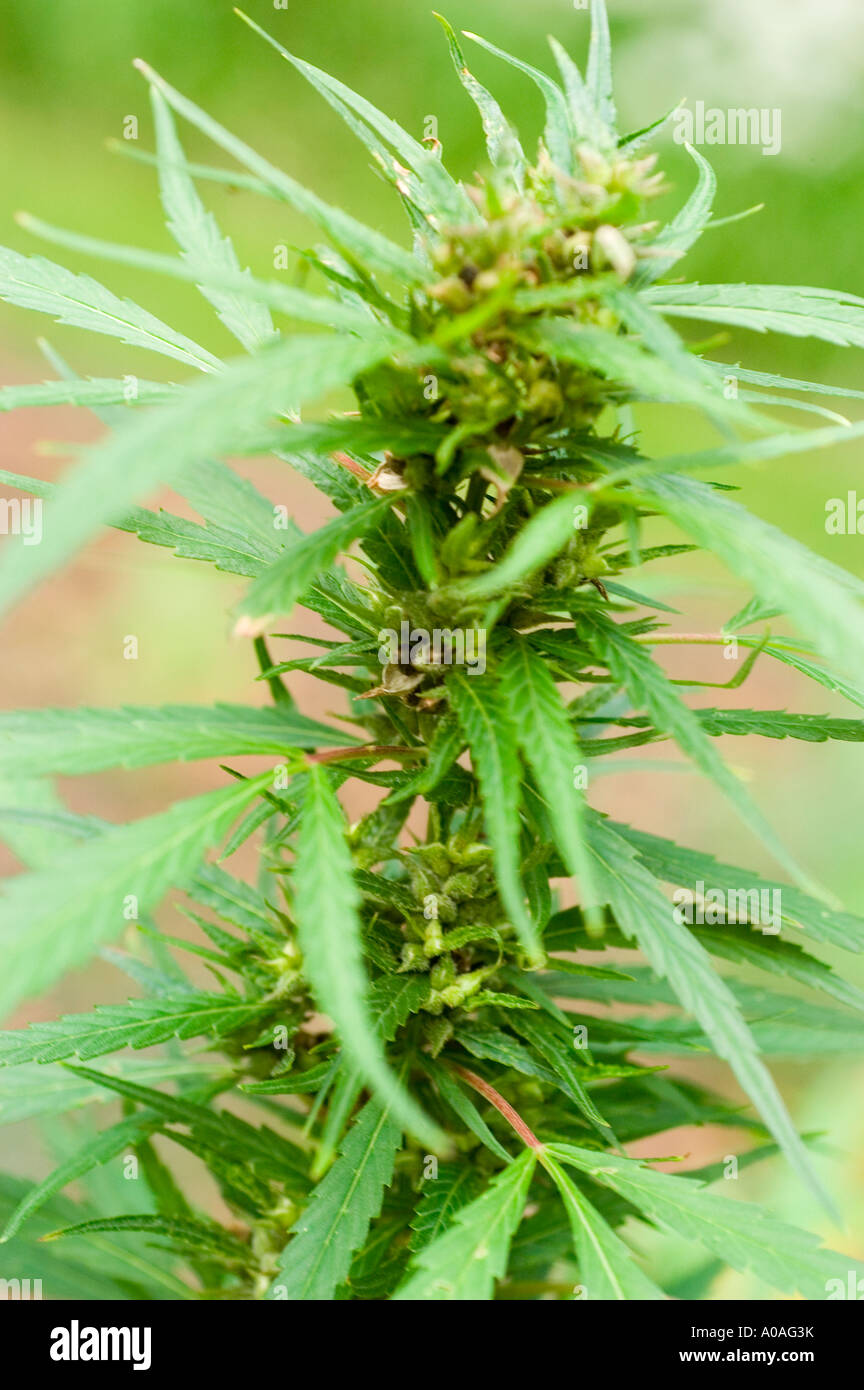 Close-up of a female Cannabaceae cannabis sativa plant showing green leaves  and developing seeds in a natural outdoor setting Stock Photo - Alamy