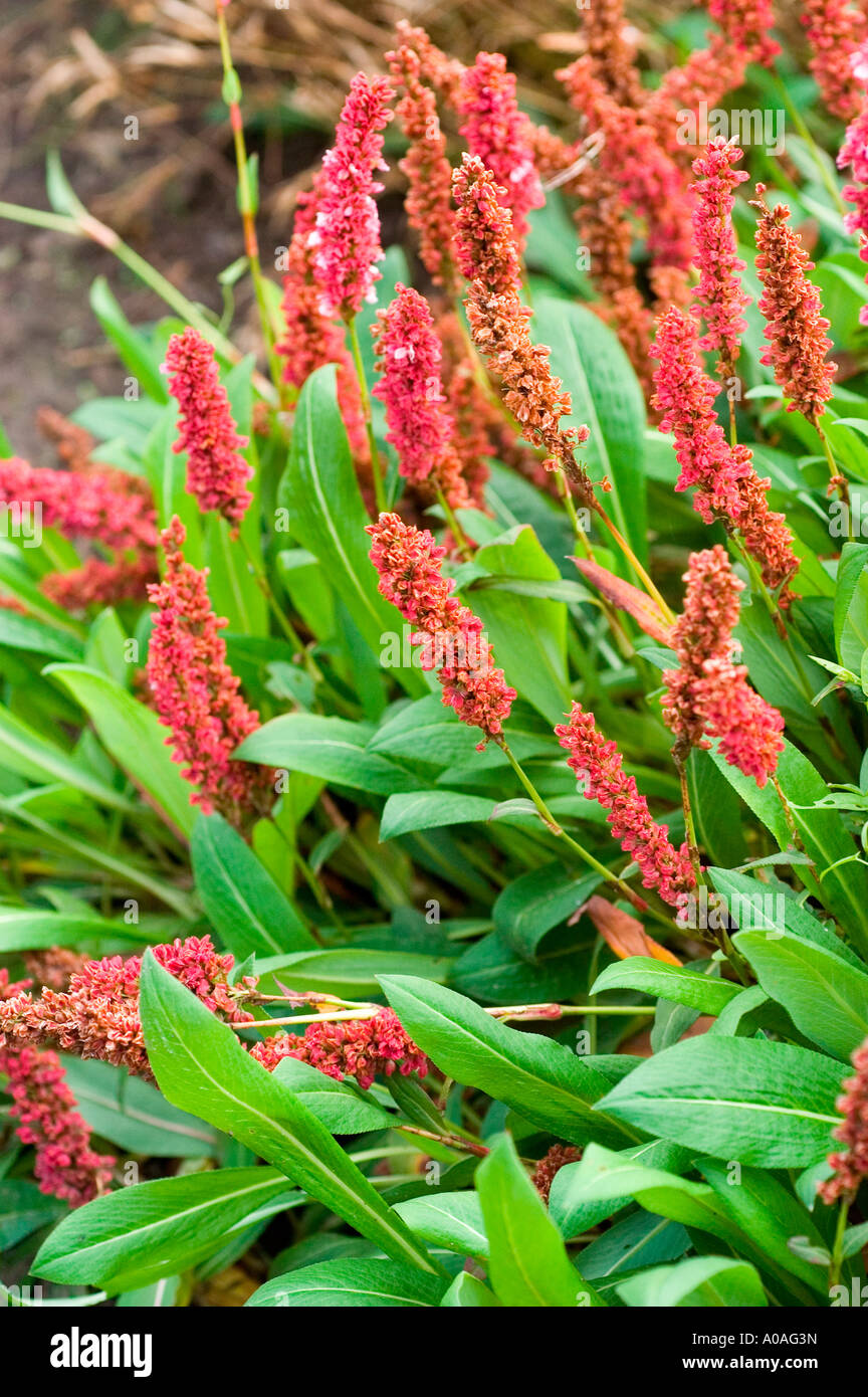 red flowers of FLEECEFLOWER or HIMALAYAN KNOTWEED Polygonaceae Bistorta affinis or Persicaria affinis var Superbum Stock Photo