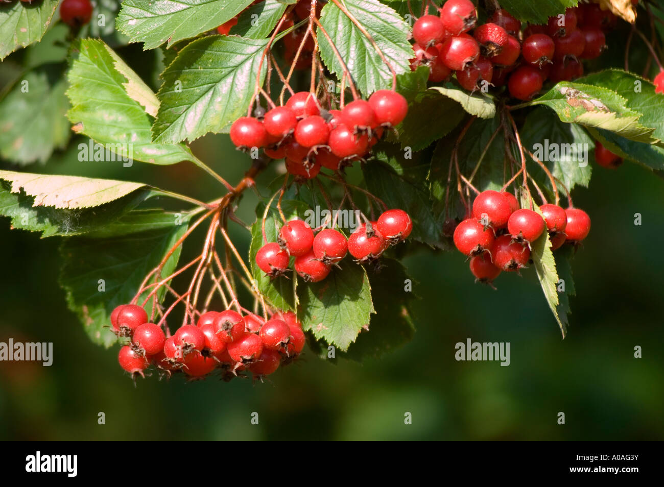 Red berries of Hawthorn Rosaceae Crataegus x prunifolia North America