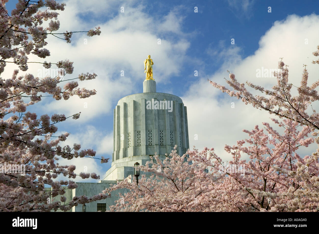 Golden Pioneer statue and cherry Blossoms at Oregon State Capitol Salem OR Stock Photo