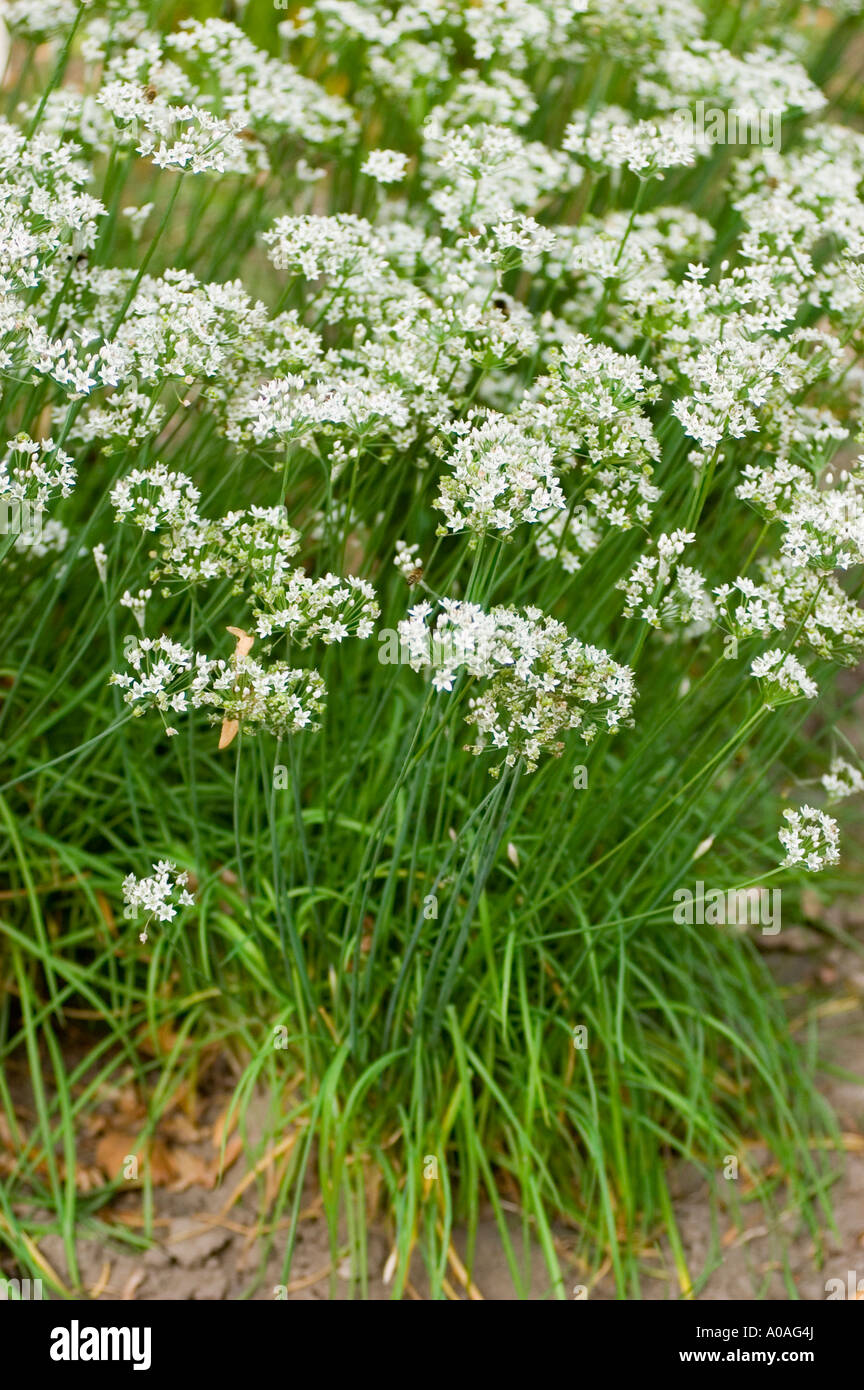 White flowers of Chinese chives garlic Liliaceae Allium tuberosum Siberia Stock Photo