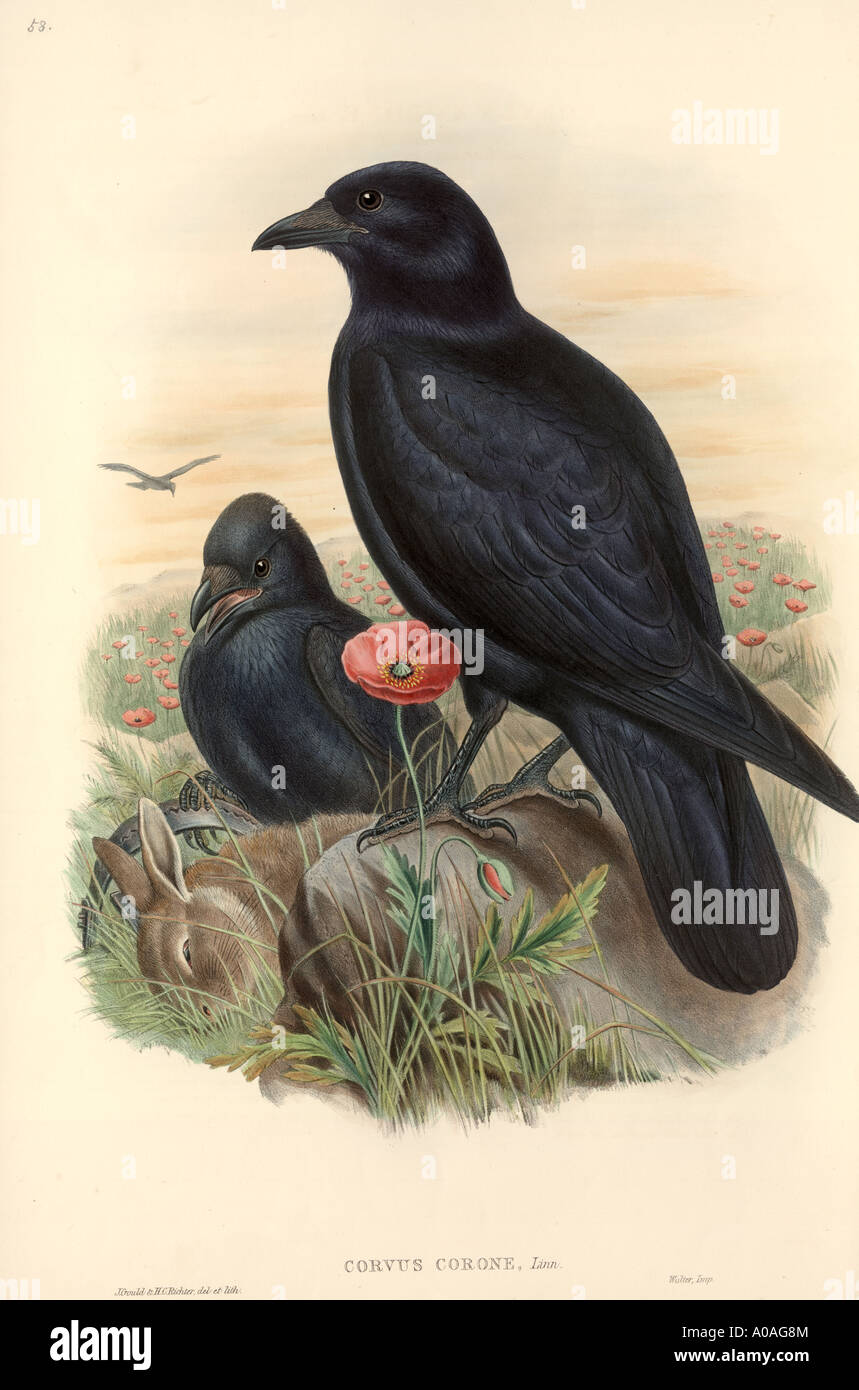 Corvus corone carrion crow Stock Photo