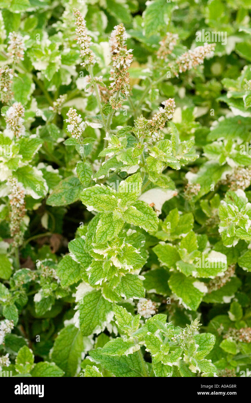 PINEAPPLE MINT Lamiaceae Mentha Suaveolens variegata Stock Photo
