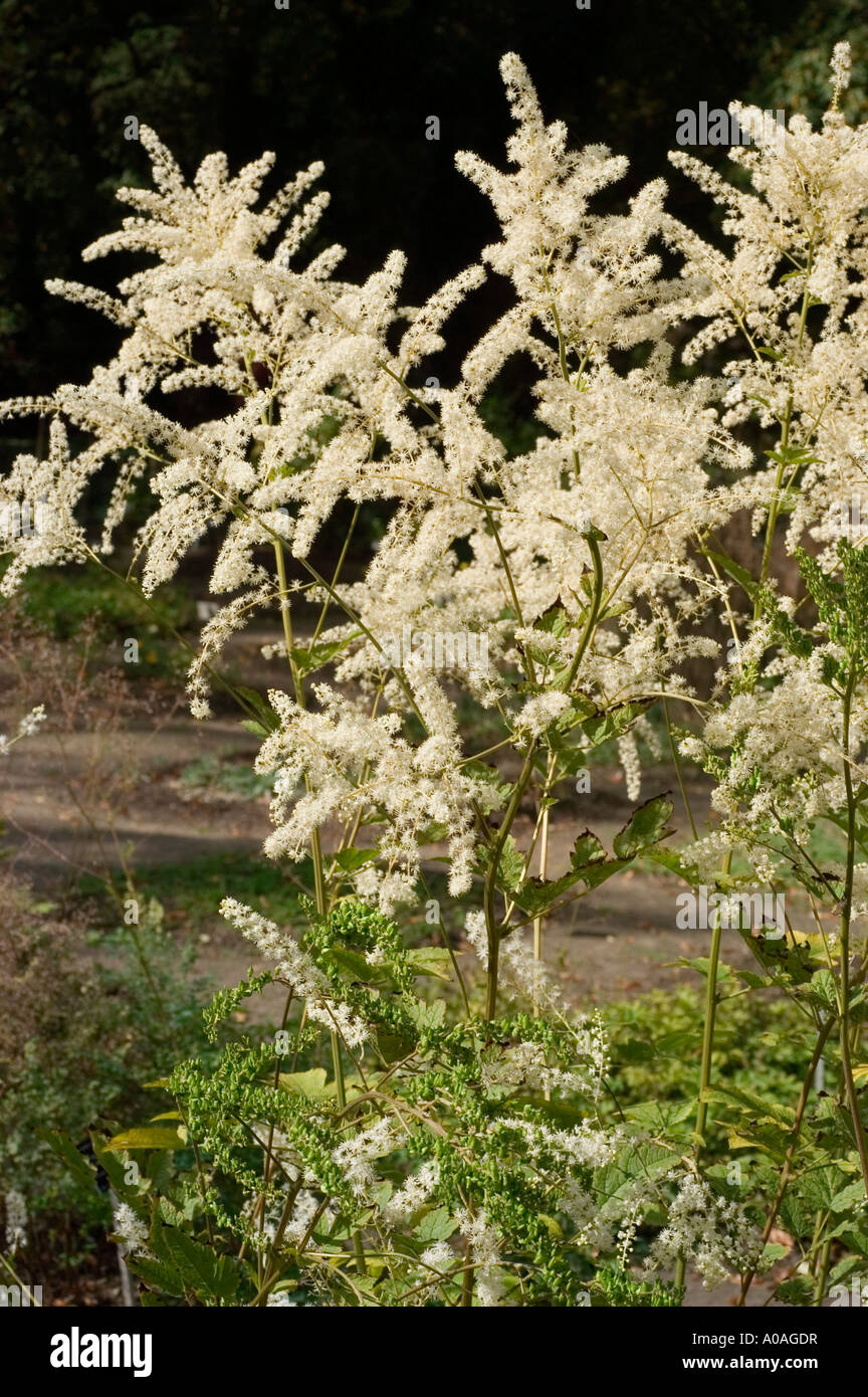 White flowers of Xing An Sheng Ma Ranunculaceae Cimicifuga dahurica Stock Photo