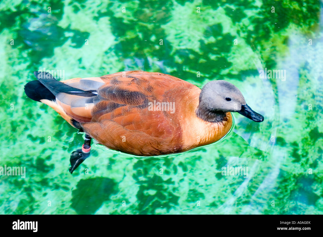 Brown grey duck swimming inside azure water pond Shoot from above Stock Photo