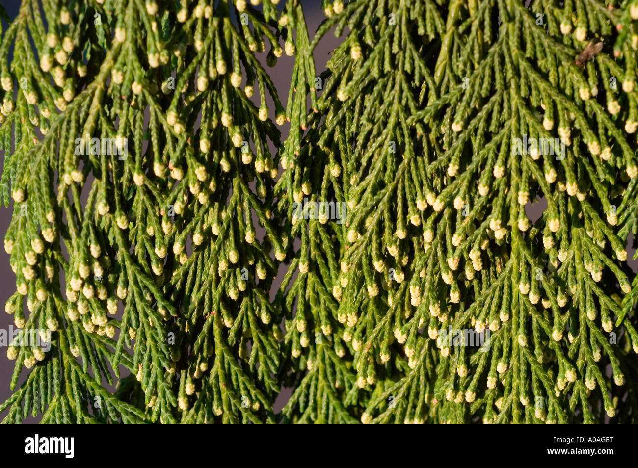 lavagranulat für zimmerpflanzen Lavagranulat