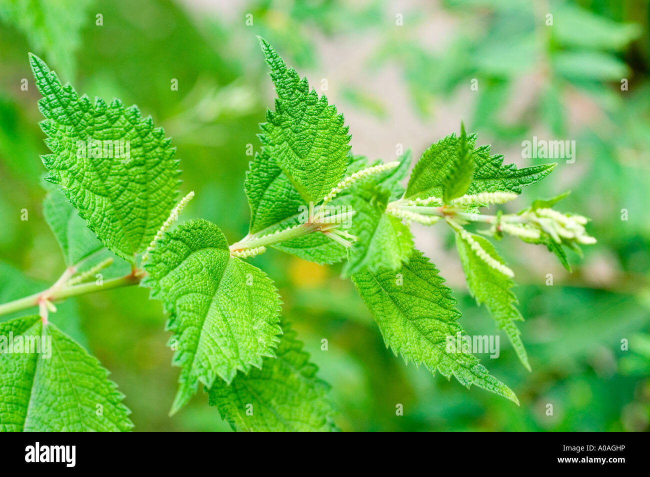 Close-up of Chinese grass or Rami (Boehmeria nivea), a plant in the  Urticaceae family, growing in China Stock Photo - Alamy