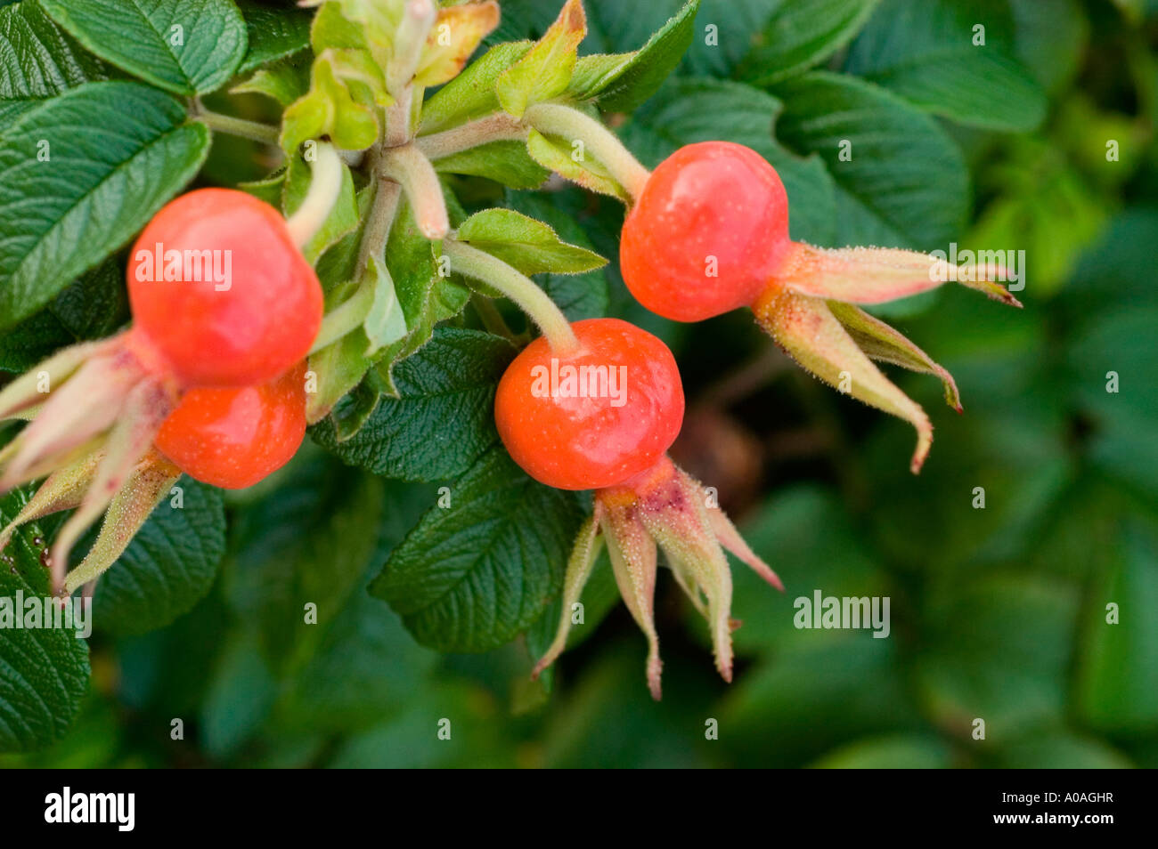 Close-up of red berries of Wild Rose, Rosa canina, ripening on a branch ...