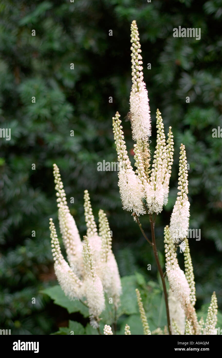 White flowers of Black Cohosh Ranunculaceae Cimicifuga racemosa Stock Photo