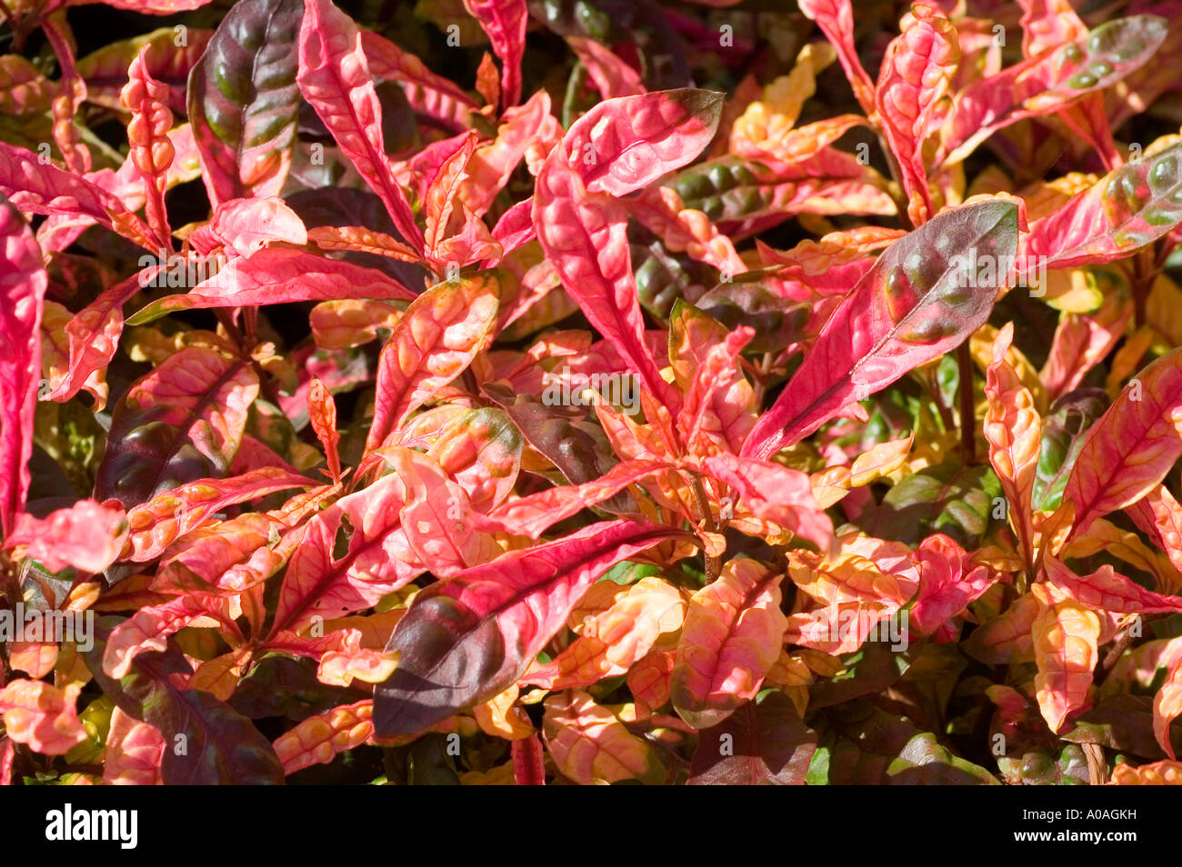 Red leaves of Amaranthaceae - Alternanthera Versicolor Stock Photo