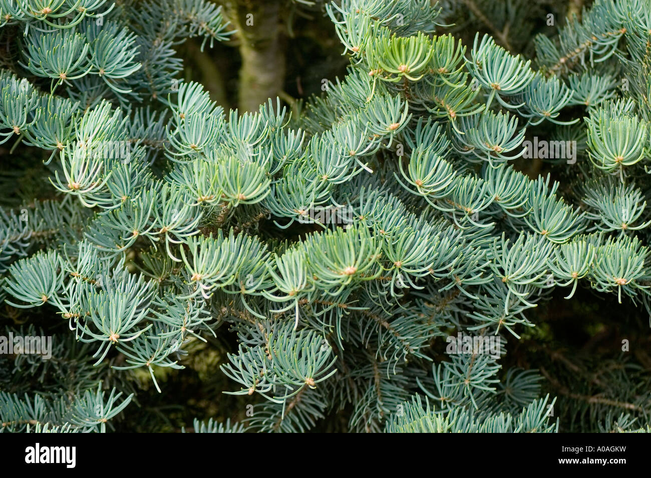 White fir Pinaceae Abies concolor var Compacta Stock Photo