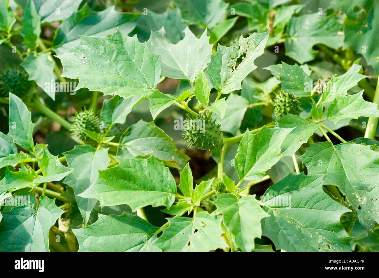 Chinese Thorn apple Solanaceae Datura ferox America Stock Photo