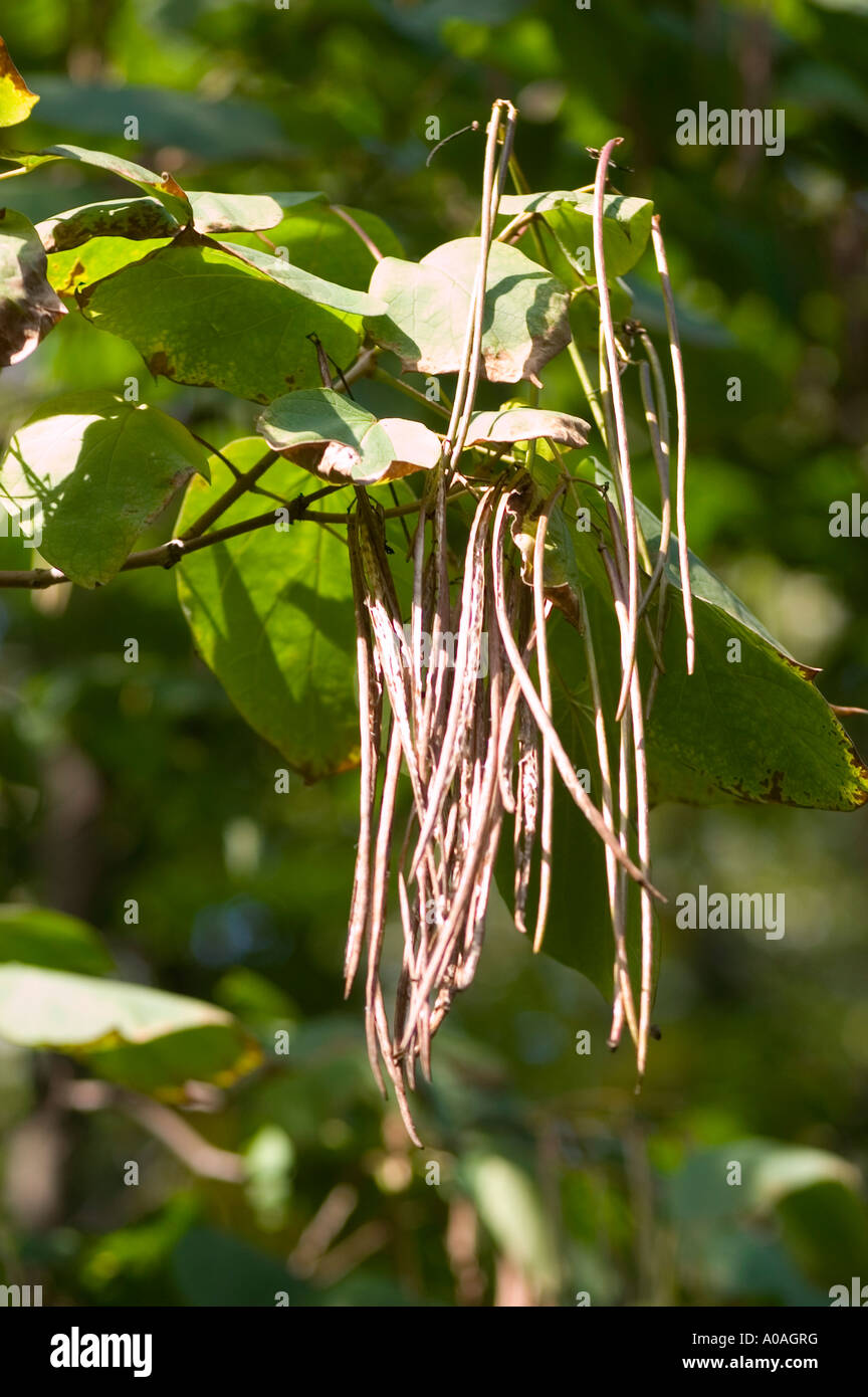 Chinese Catalpa High Resolution Stock Photography and Images - Alamy