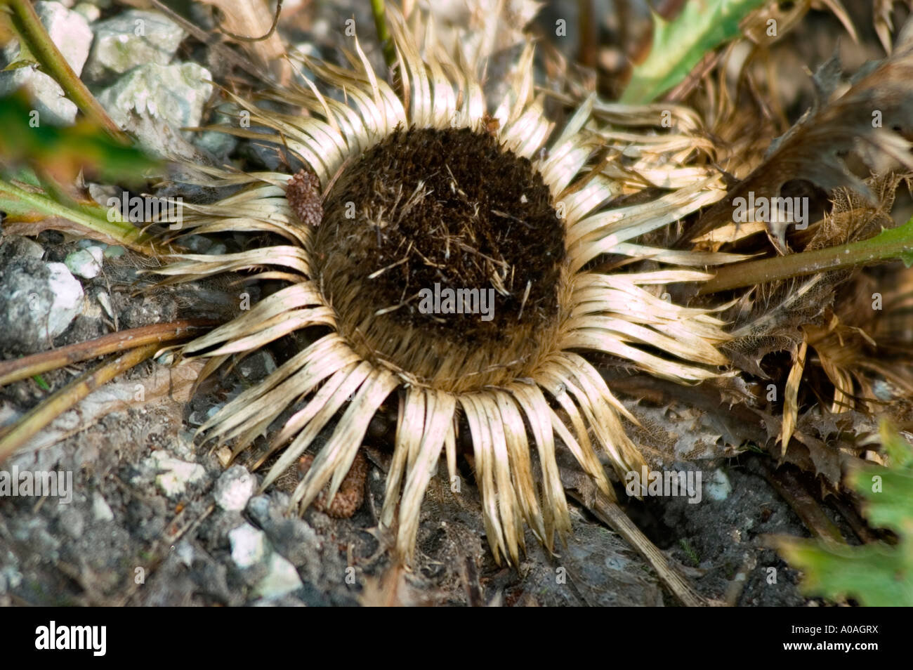 Acanthus Leaved Thistle Cardabelle Asteraceae carlina acanthifolia South Europe Stock Photo