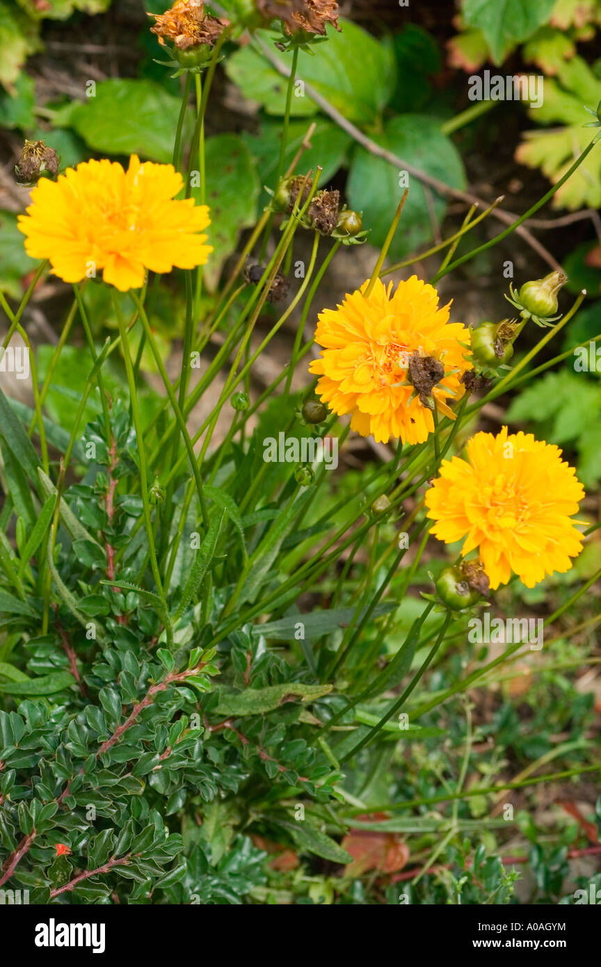 Yellow flowers of coreopsis calliopsis tickseed Coreopsis grandiflora var Sunray Stock Photo
