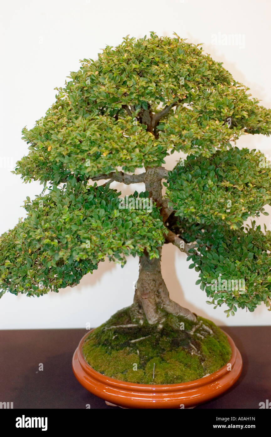 Dwarf bonsai or banzai tree of Ulmus parvifolia Stock Photo - Alamy