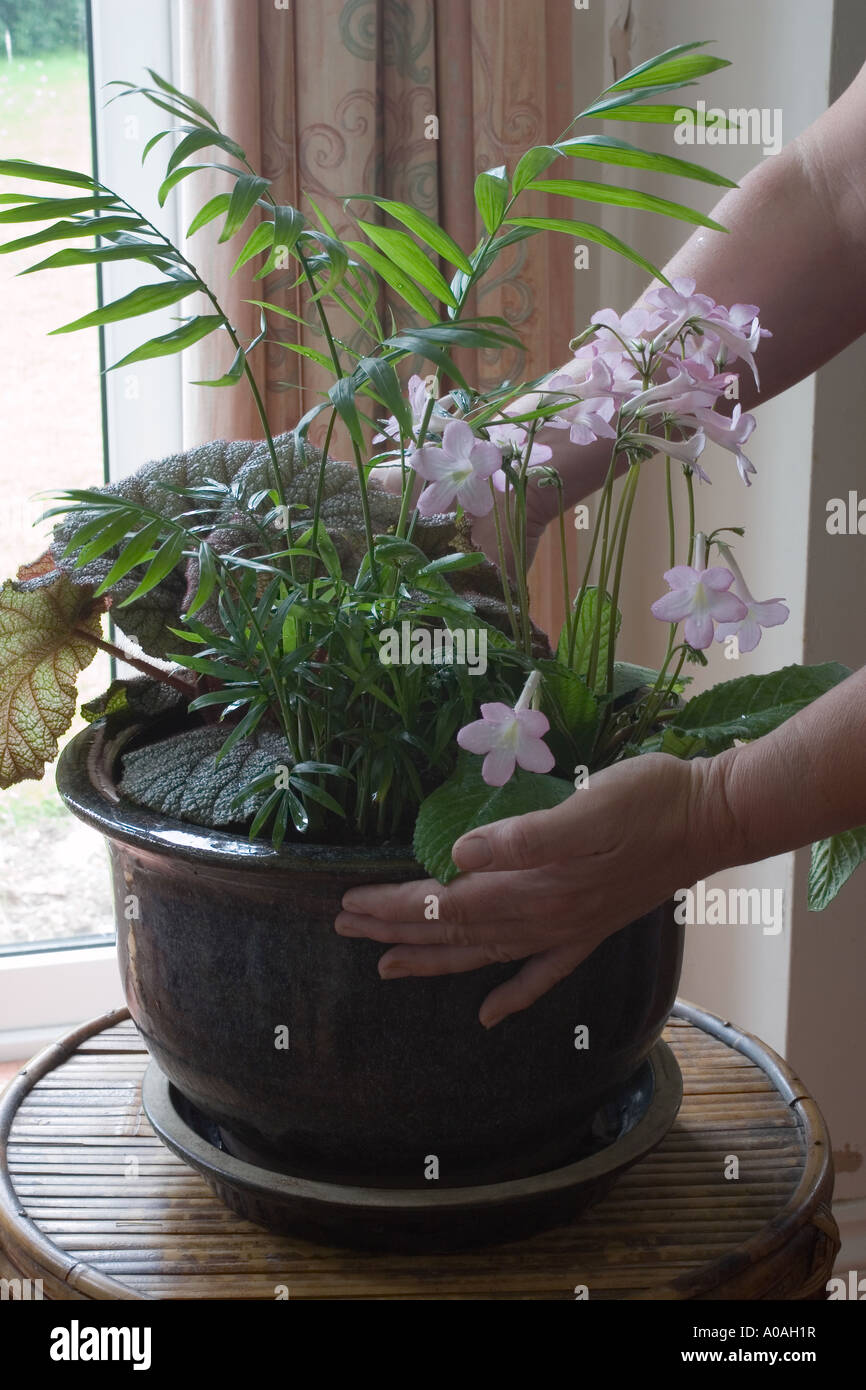 STREPTOCARPUS, BEGONIA AND CHAMAEDOREA ELEGANS (PALM) HOUSEPLANT CONTAINER PLANTING SEQUENCE PLACING IN HOUSE Stock Photo