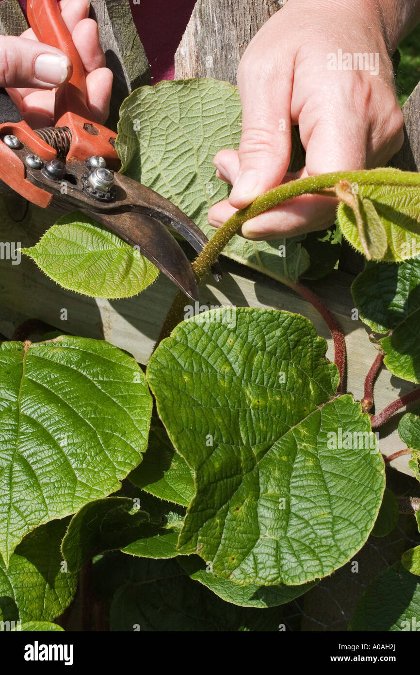 ACTINIDIA DELICIOSA (KIWI FRUIT) PRUNING Stock Photo Alamy