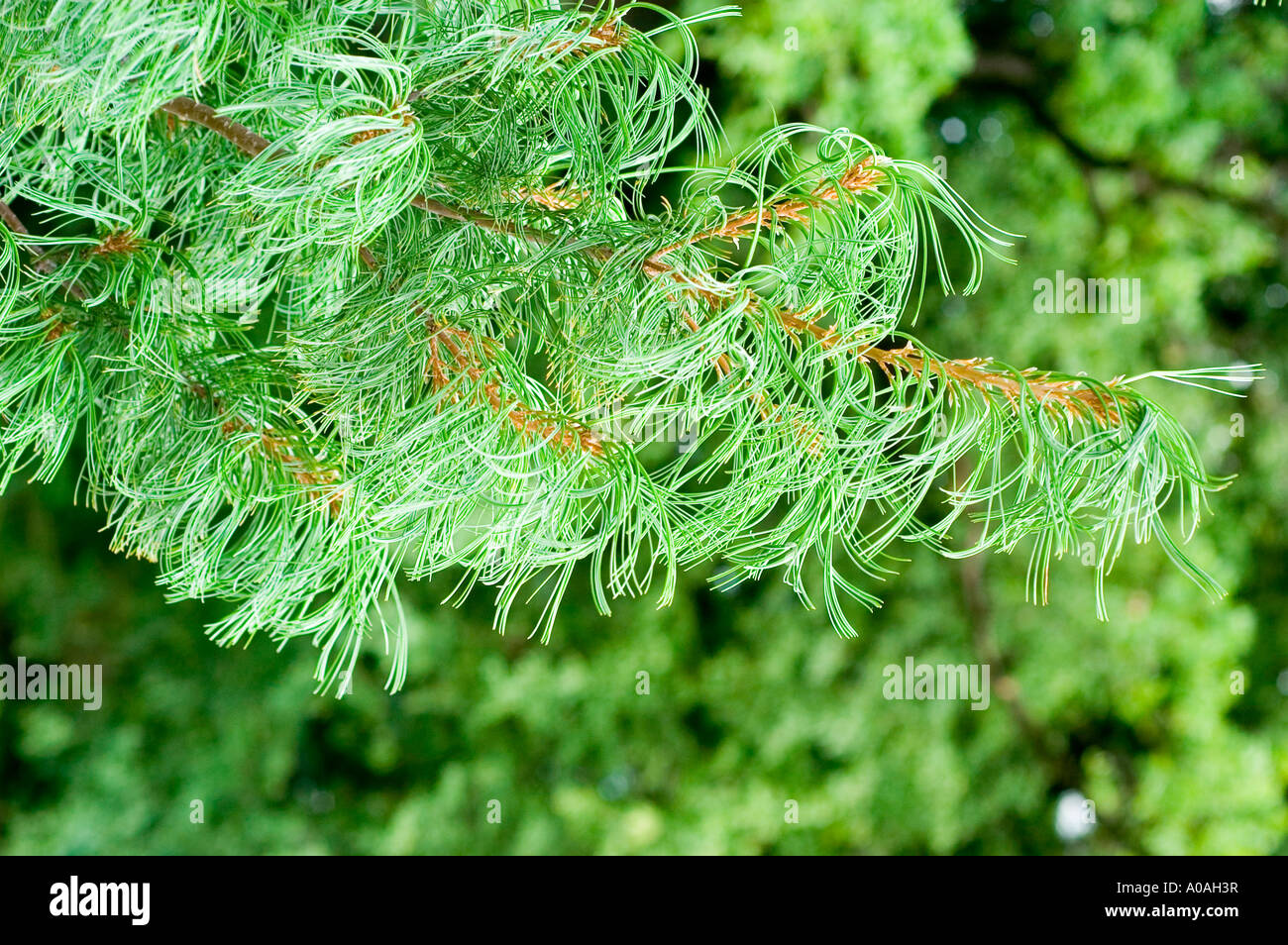 Branch of Eastern white pine Pinus strobus var Tortuosa Stock Photo