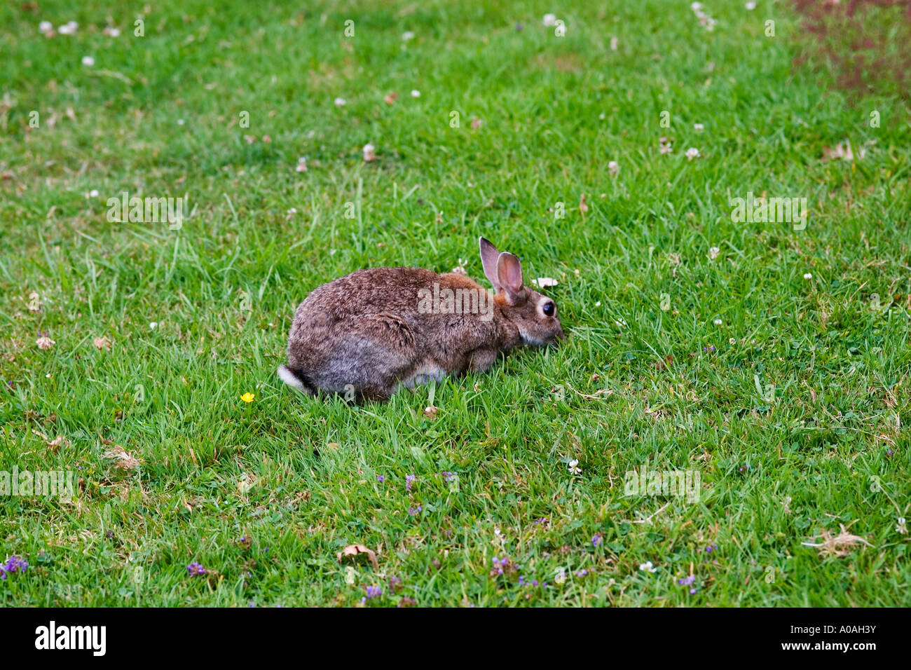 Rabbit diseases hi-res stock photography and images - Alamy