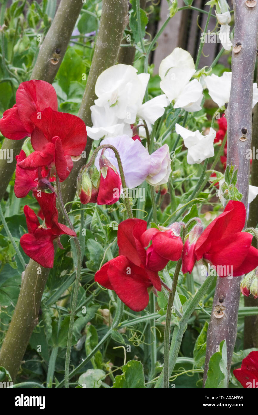 SWEET PEAS GROWING ON AN ASH SUPPORT RED = 'SCARLETT' , WHITE = 'NORMAN WISDOM' AND MAUVE =  'CHATSWORTH' Stock Photo