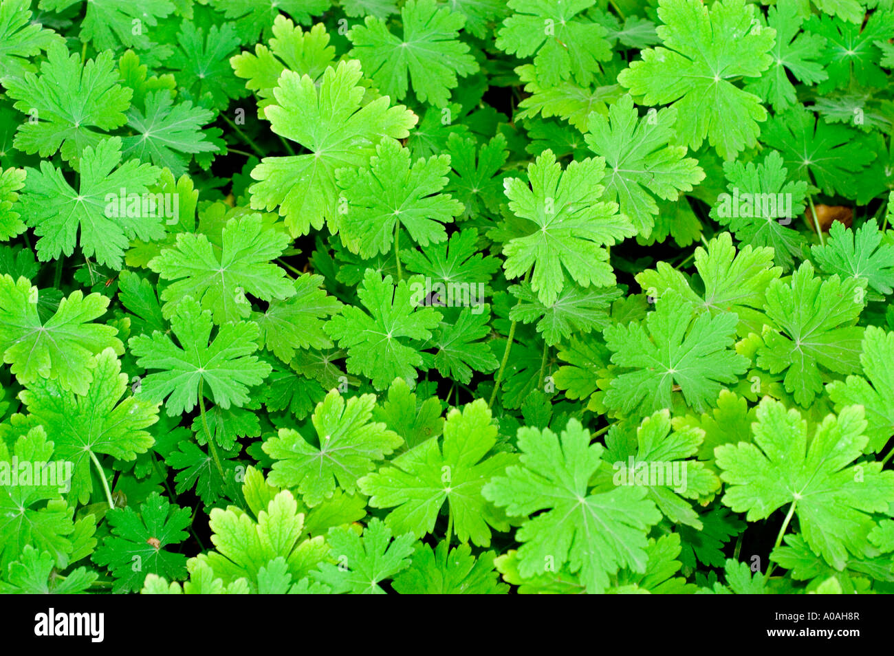 Dense cluster of vibrant green geranium leaves in a lush garden ...