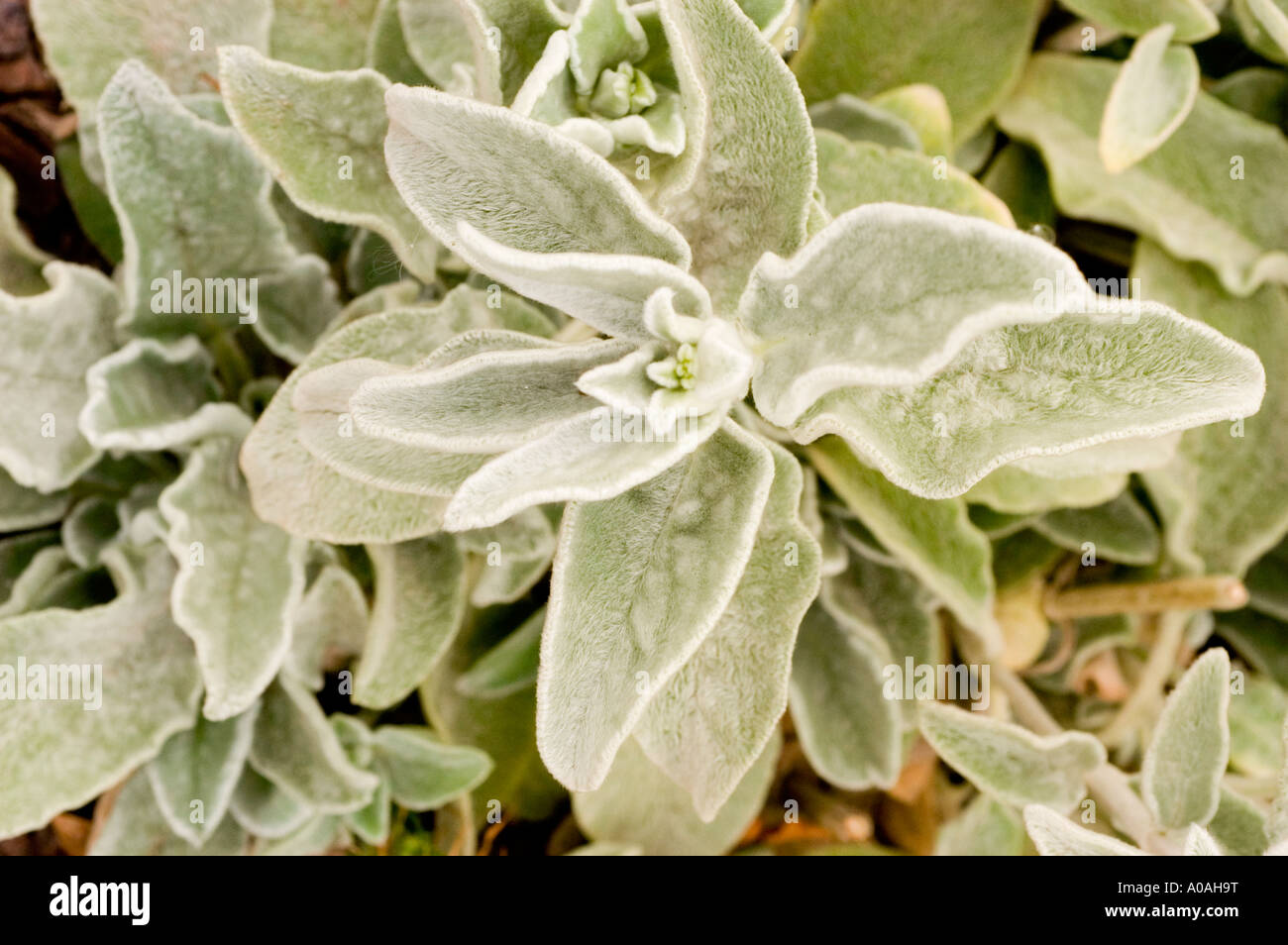 Silver Sage Argentea Lamiaceae Salvia argentea Stock Photo
