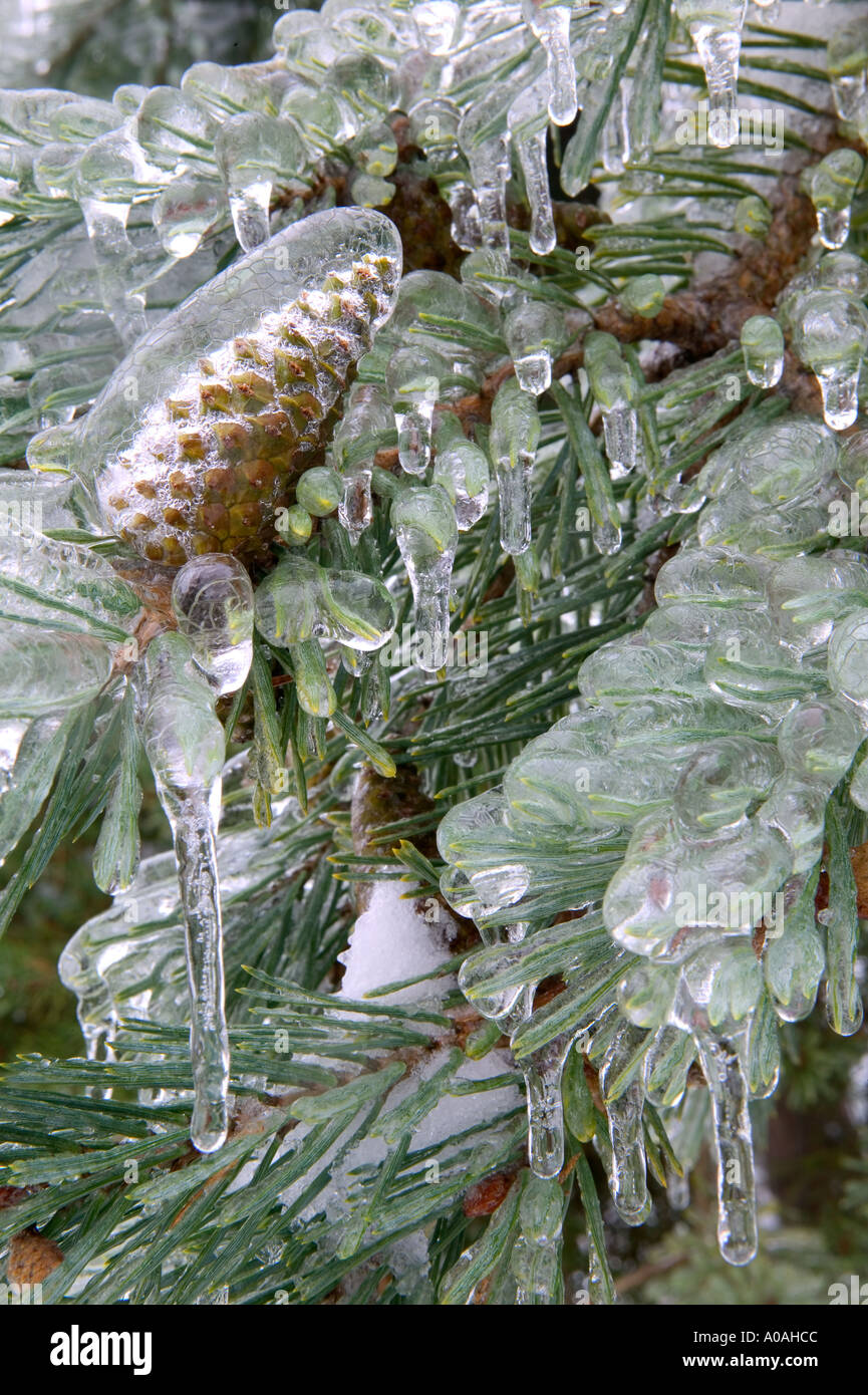 Pine tree and cone in freezing rain Near Alpine Oregon Stock Photo