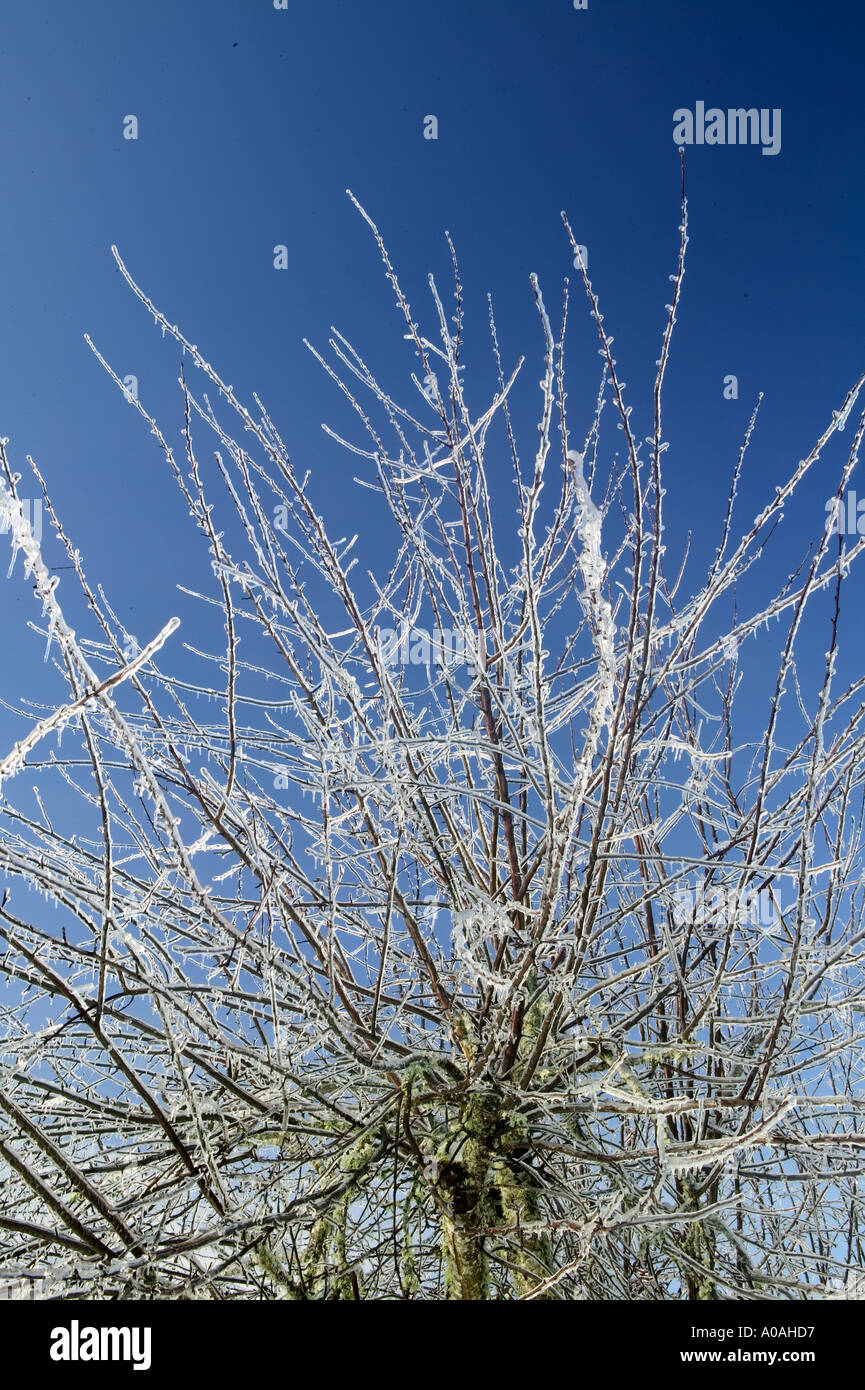 Freezing Ran Trees Freezing rain on trees hi-res stock photography and images - Alamy