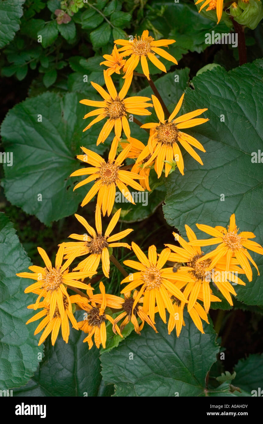 Yellow flowers of summer ragwort Asteraceae Ligularia dentata Japan