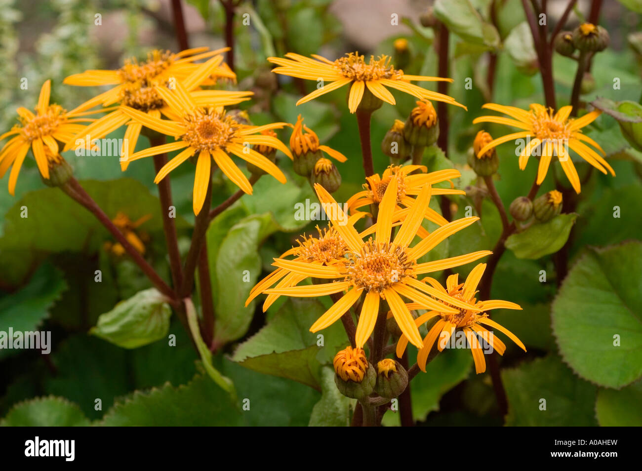 Yellow flowers of summer ragwort Asteraceae Ligularia dentata Japan