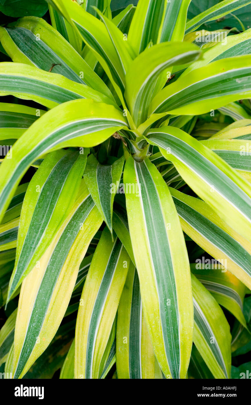 Vibrant yellow and green striped foliage of Agavaceae Dracena dermensis var  Roehrs Gold, a tropical ornamental plant with variegated leaves Stock Photo  - Alamy