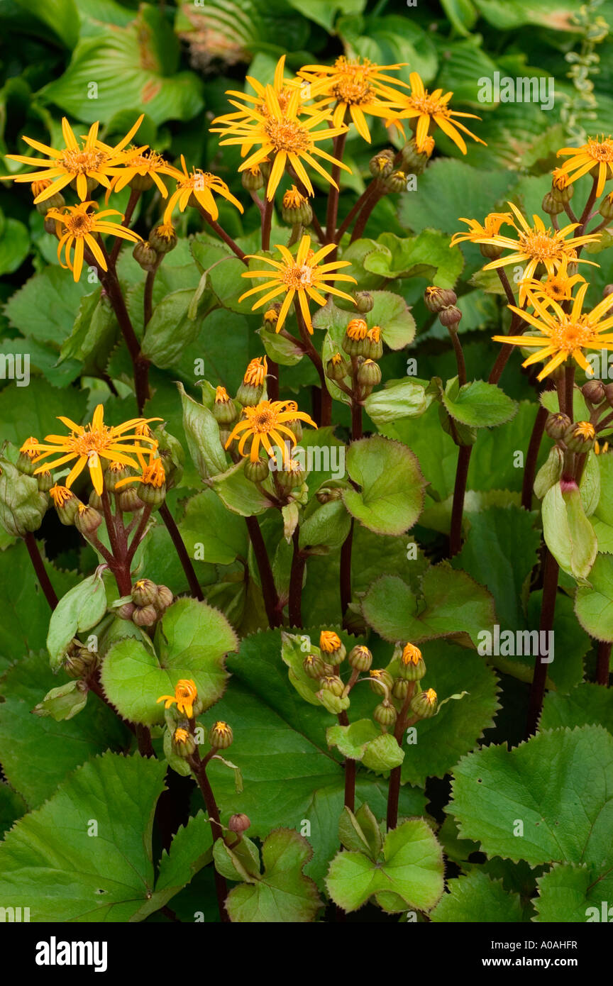 Yellow flowers of summer ragwort Asteraceae Ligularia dentata Japan