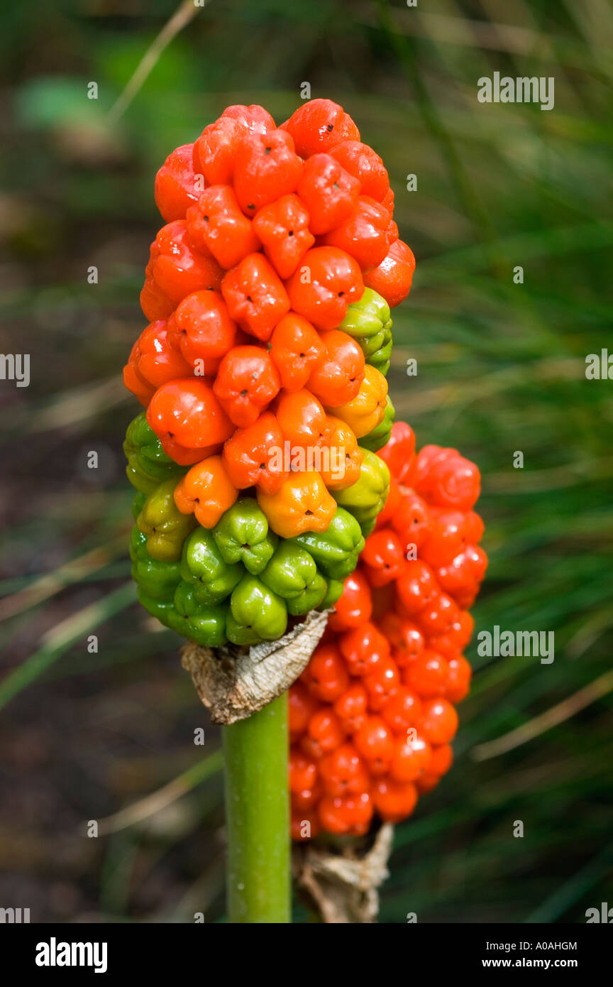 Red fruits of cuckoo pint Araceae Arum maculatum lords and ladies