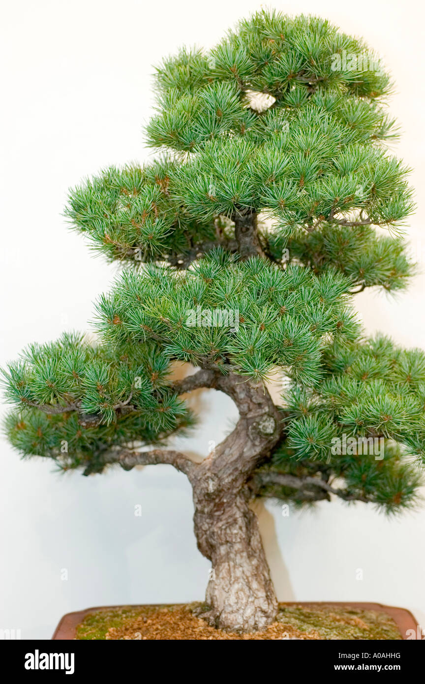 Banzai or Bonsai dwarf tree of Pinus parviflora Stock Photo