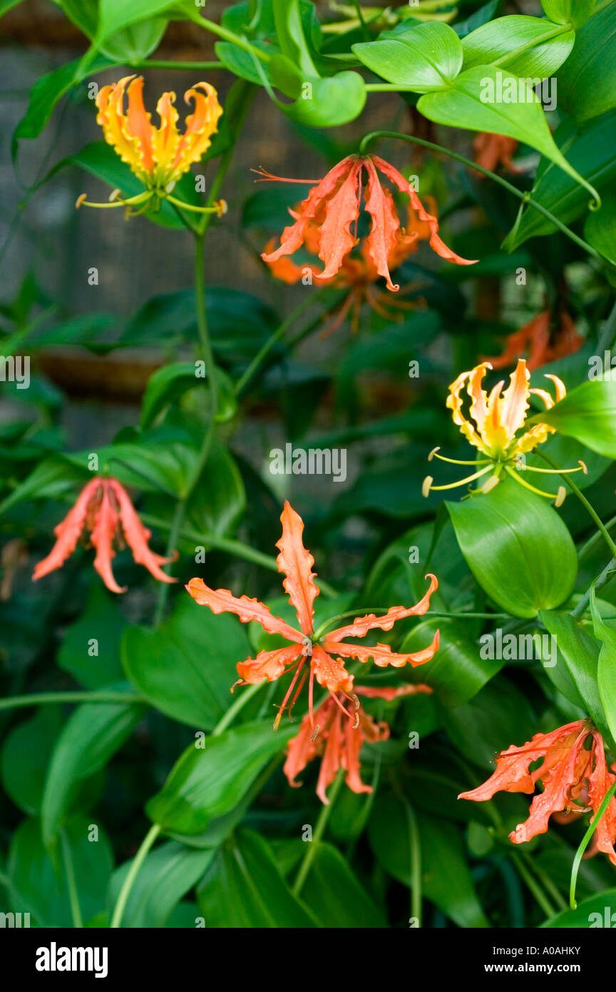 Yellow red flowers of Flame or Gloriosa lily Liliaceae Gloriosa superba Rothschildiana Stock Photo