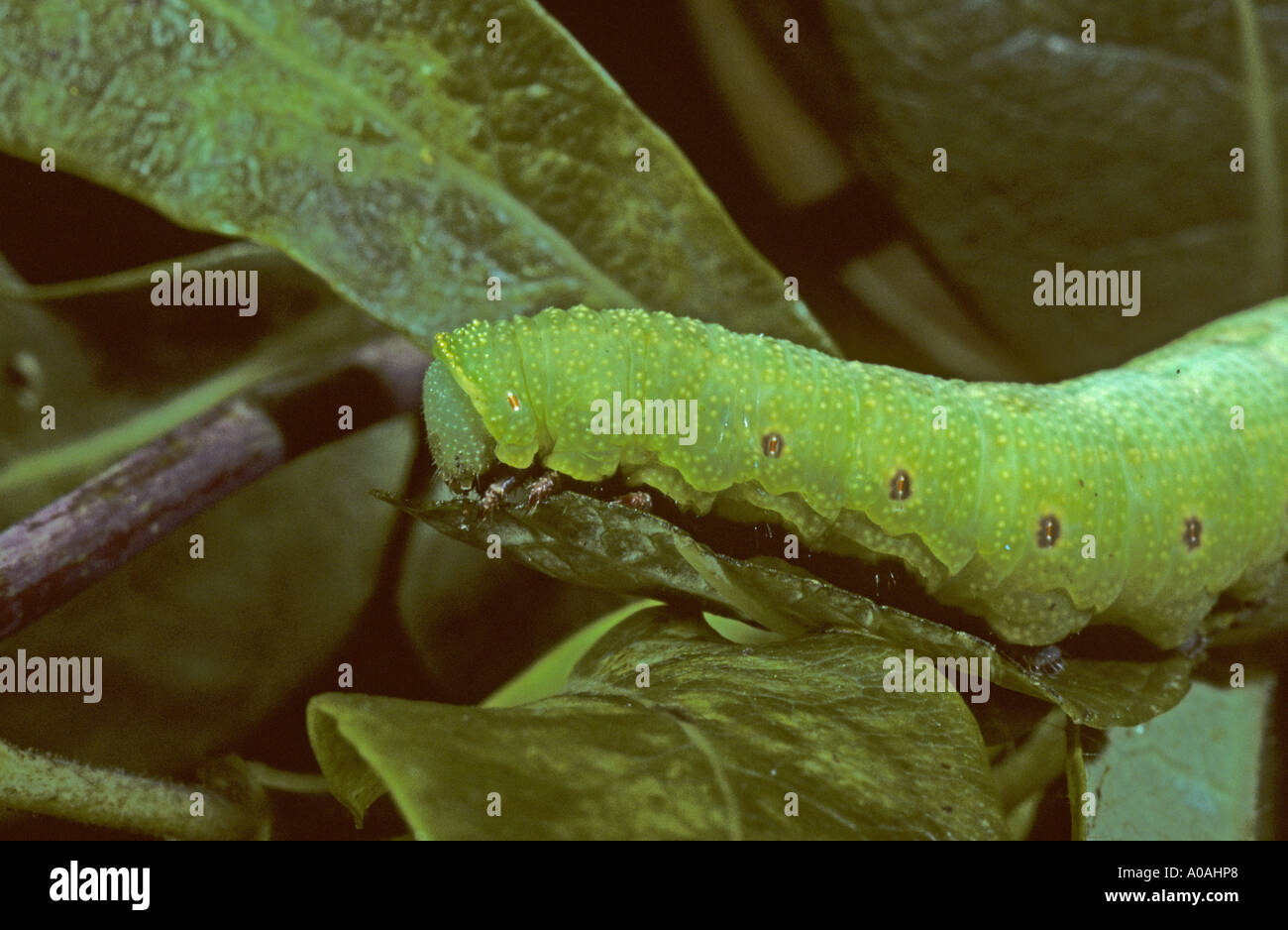 Caterpillar bee hi-res stock photography and images - Alamy