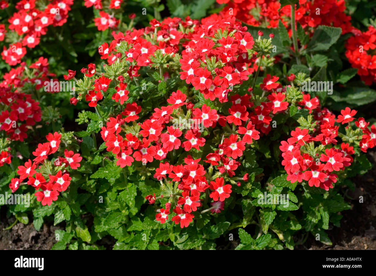 Red small begonia flowers Stock Photo 9934585 Alamy