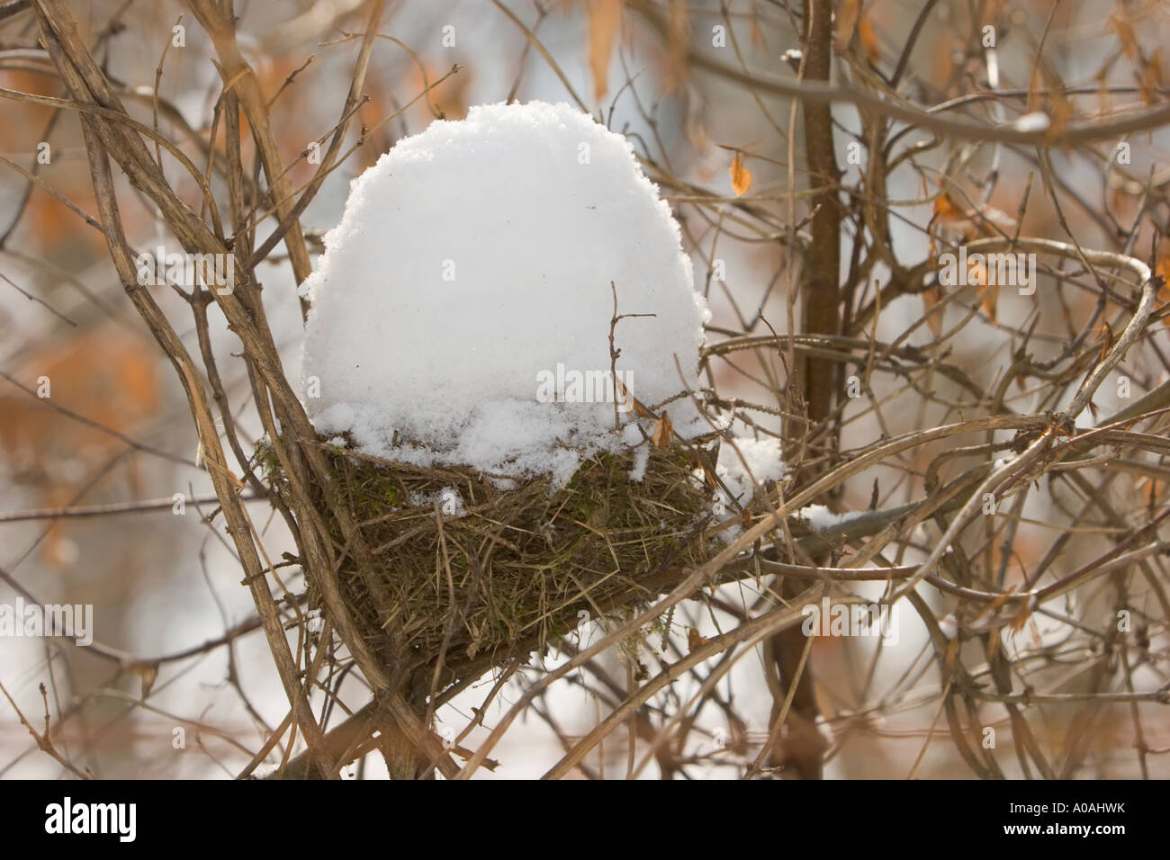 Snowy birds nest Stock Photo Alamy