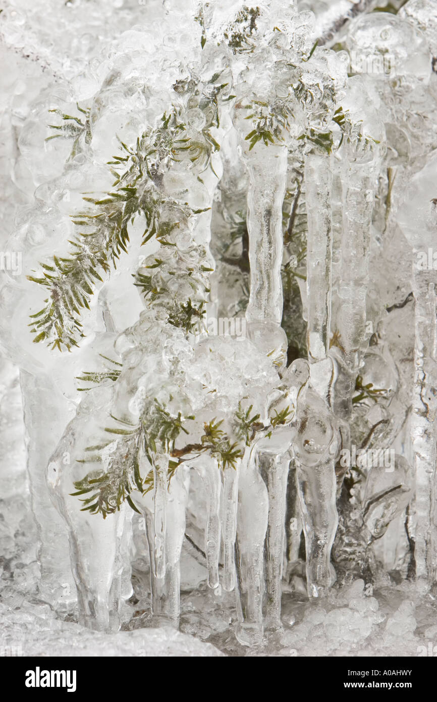 Water frozen conifer forest hi-res stock photography and images - Alamy