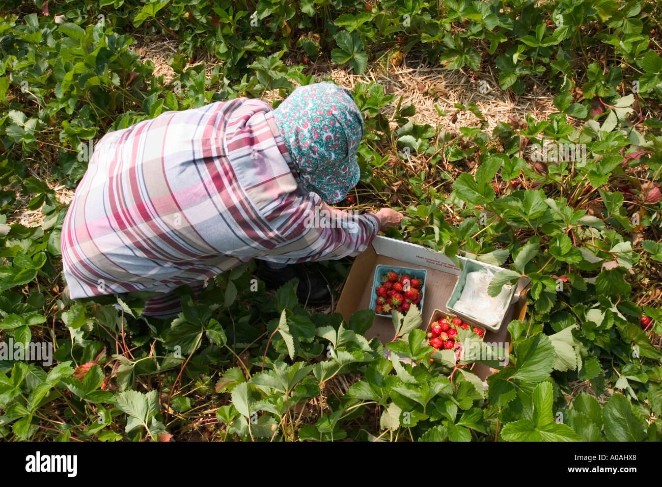 Older woman picking strawberries outside in a field Stock Photo - Alamy