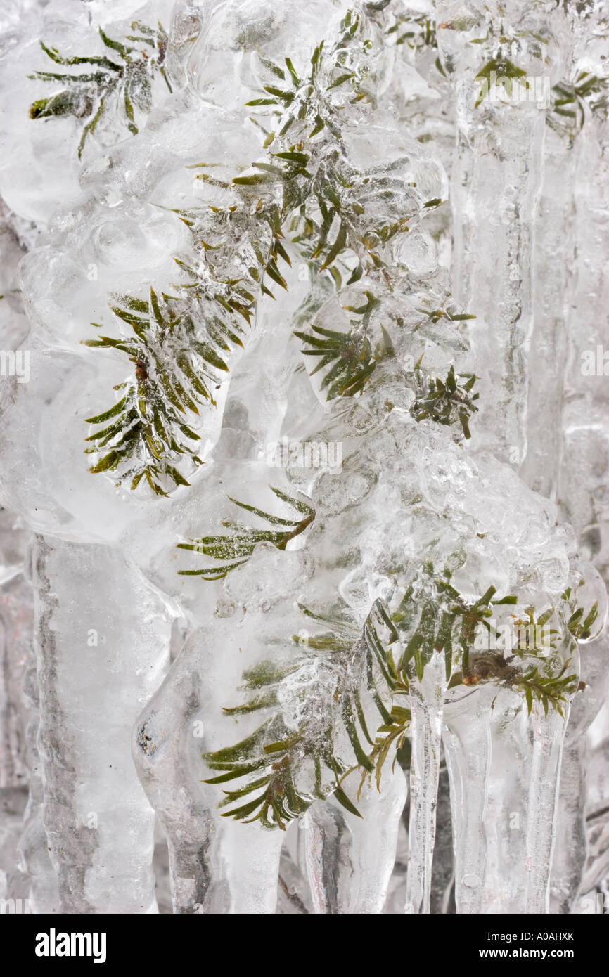 Water frozen conifer forest hi-res stock photography and images - Alamy