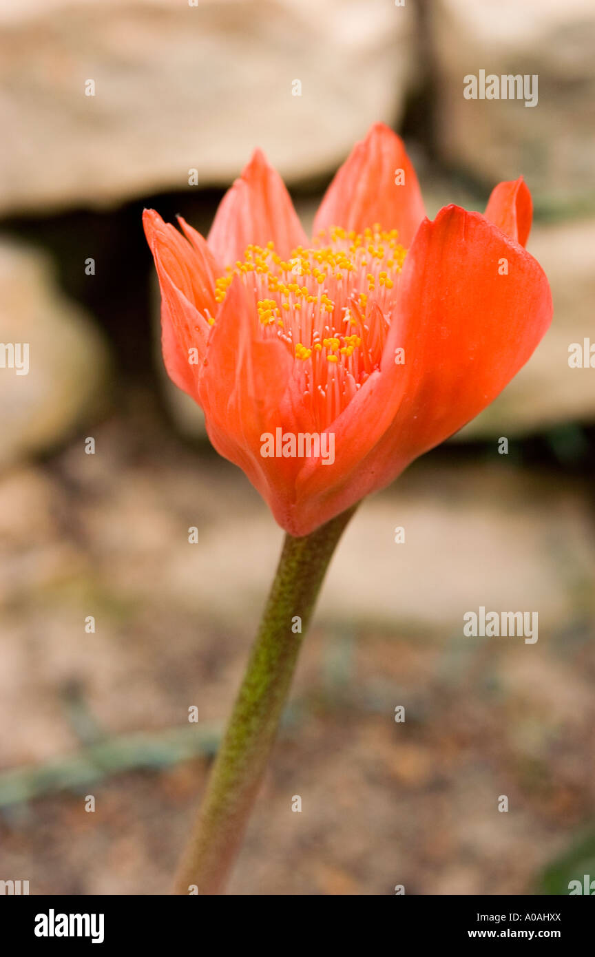 Red April Fool or Blood flower Amaryllidaceae haemanthus coccineus South Africa Stock Photo