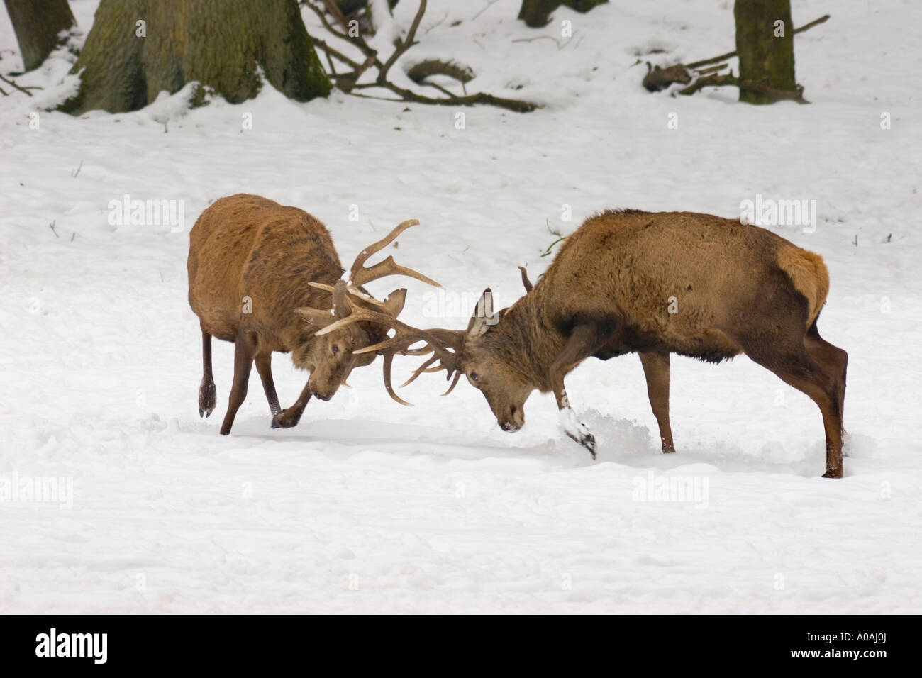Two red deer does hi-res stock photography and images - Page 6 - Alamy